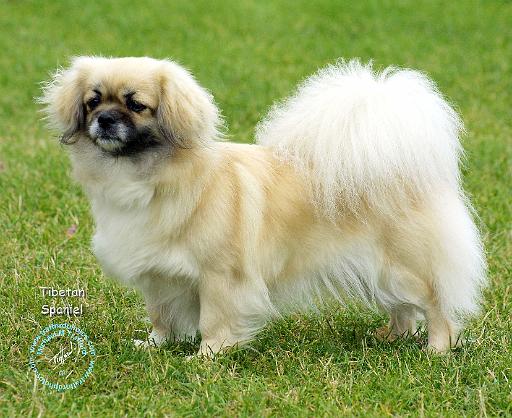 Tibetan Spaniel 9M038D-03.JPG